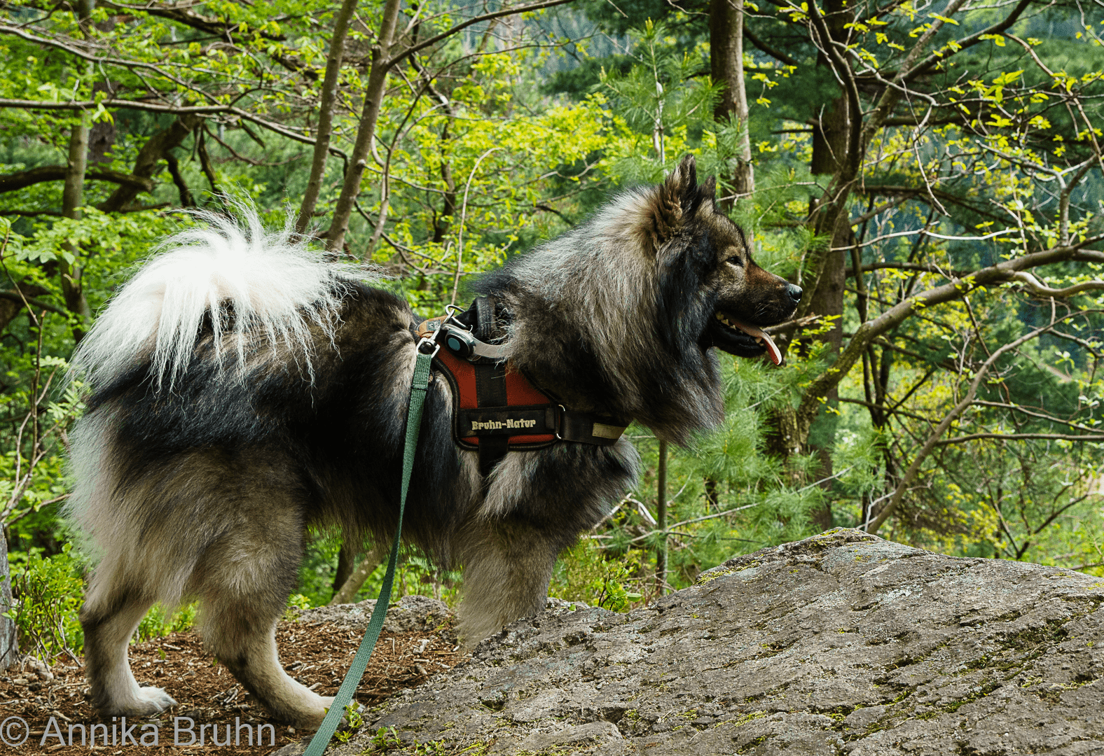 Q genießt die schöne Aussicht